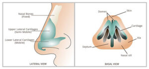 Unveiling the Transformation: The Art of Nose Tip Refinement